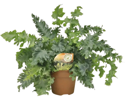 Franjevaren FloraSelf Phlebodium 'Davana' H ca. 50 cm Ø 17 cm pot