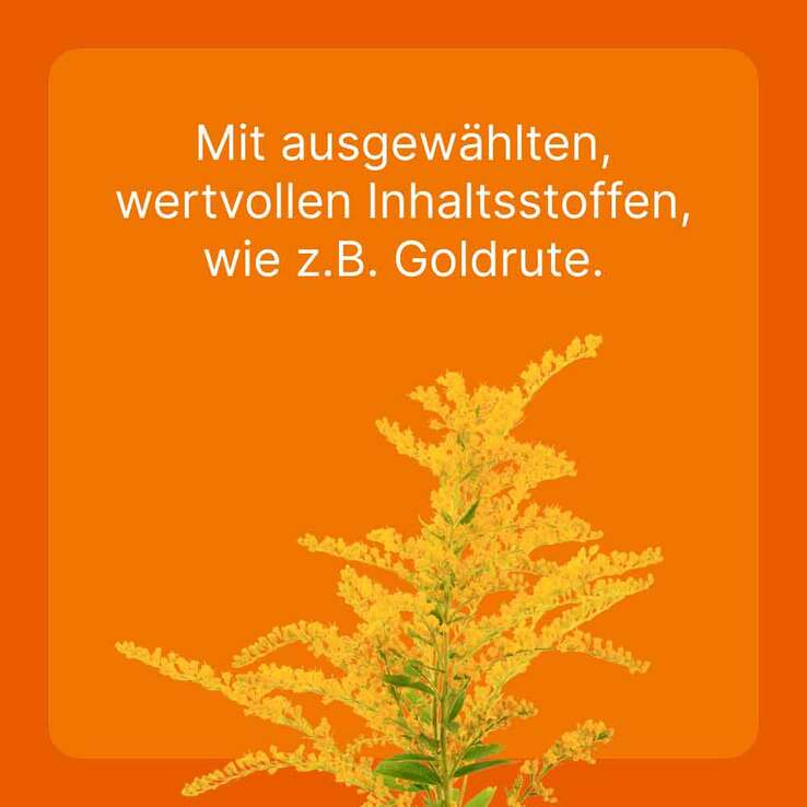 Ubichinon compositum ad us. vet. Ampullen, 10 St