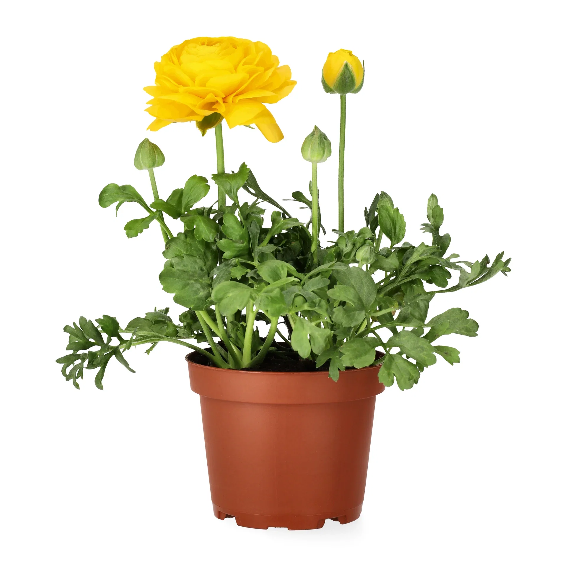 Ranunculus 10,5cm Ranunkel Ø10,5 cm