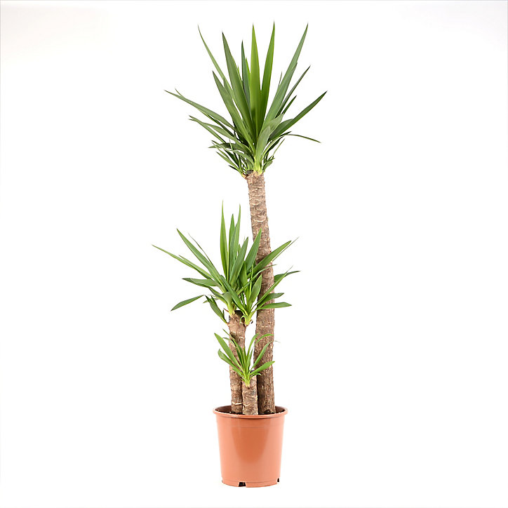 Yucca 3B 24cm