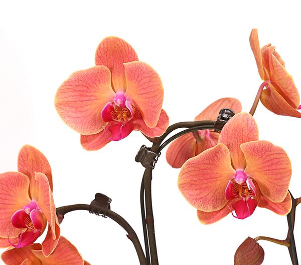 Schmetterlingsorchidee - Phalaenopsis