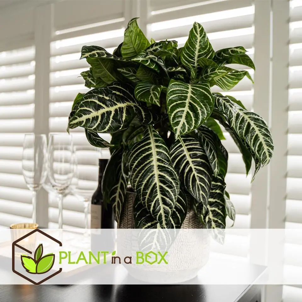 Zebraplant - Set van 4 - Aphelandra squarrosa - Hoogte 25-45cm - ⌀13cm