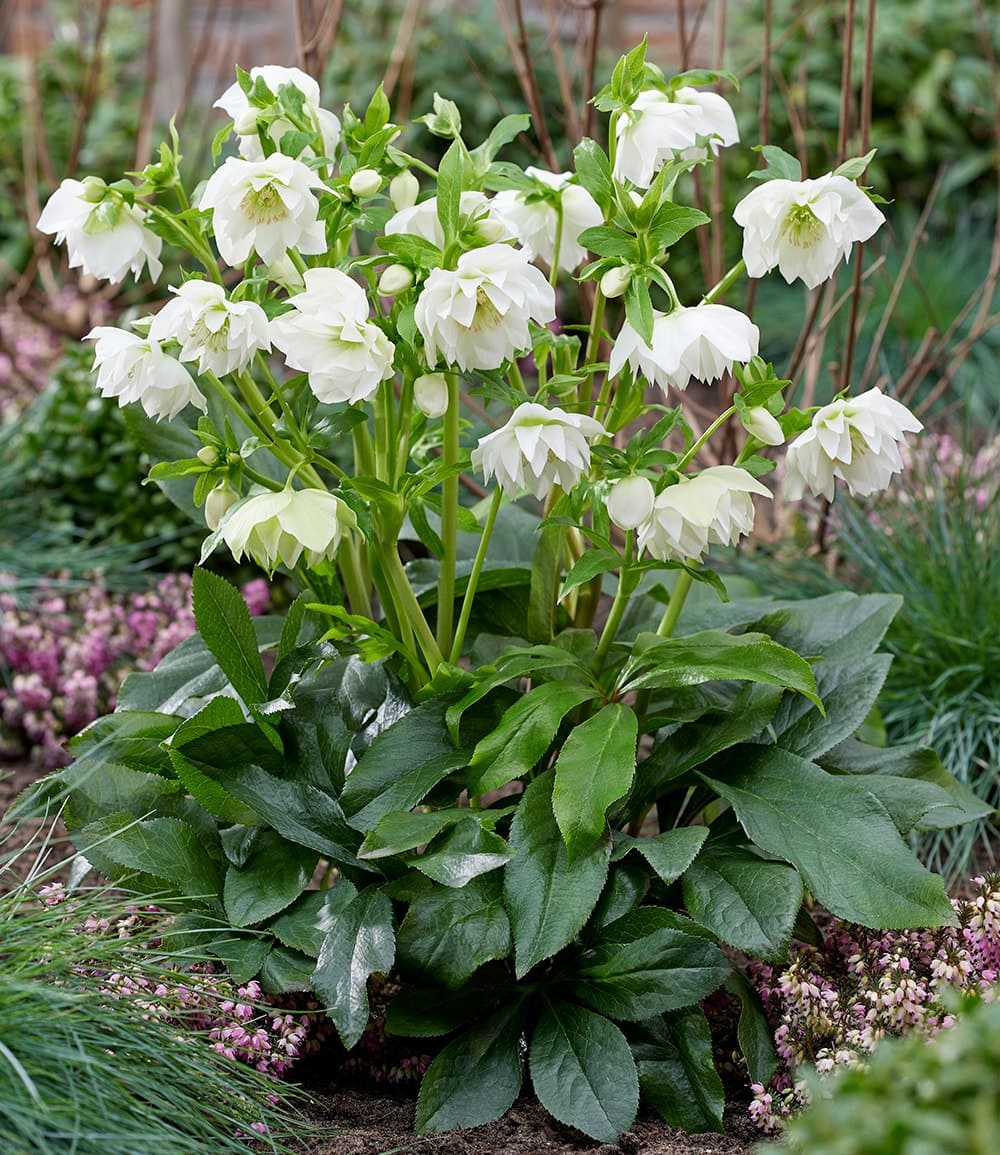 Gefüllte Christrose 'ViV® Amalia'