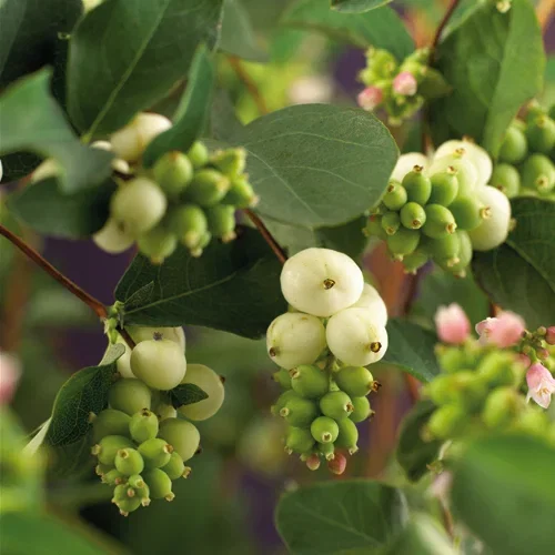 Symphoricarpos x doorenbosii 'White Hedge' Snøbær 'White Hedge' Ø22 cm