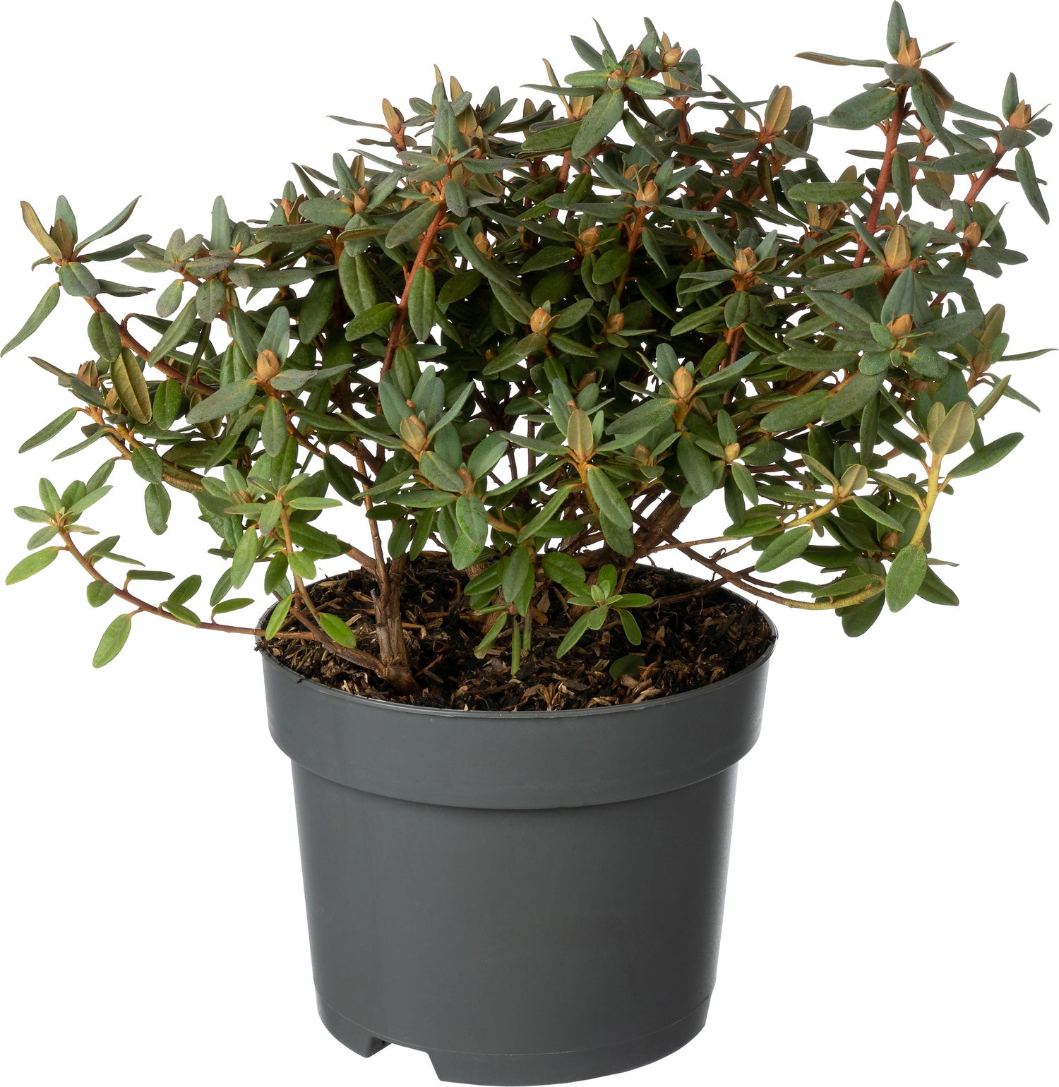 Rhododendron (Rhododendron 'Ramapo') D 17 H 20 cm