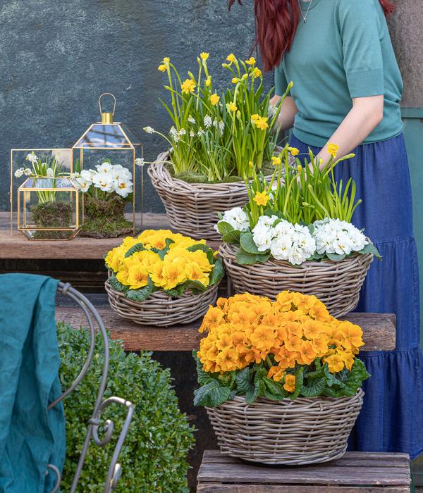 Primel, verschiedene Farben