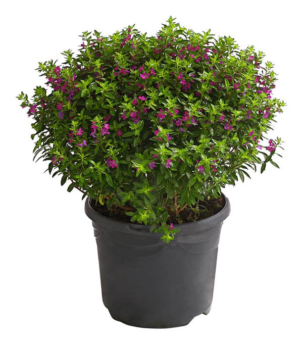 Köcherblümchen, Busch, verschiedene Farben
