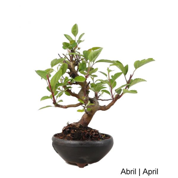 Luso Bonsai Macieira 
