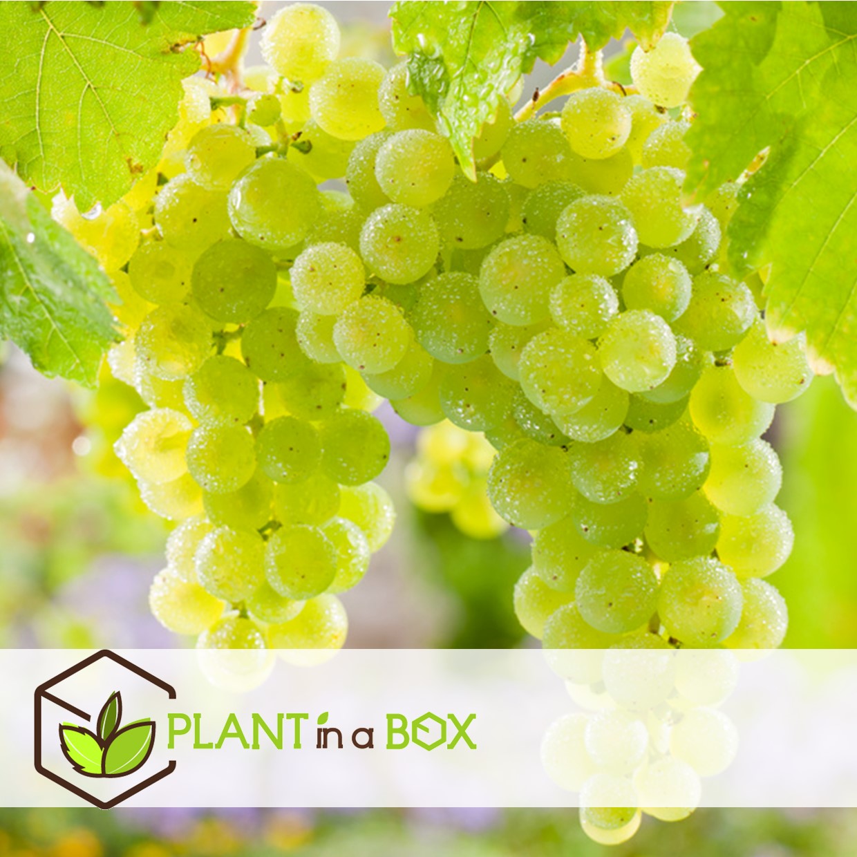 Plants de raisin - mélange de 6 - vitis vinifera - pot 9cm - hauteur 25-40cm