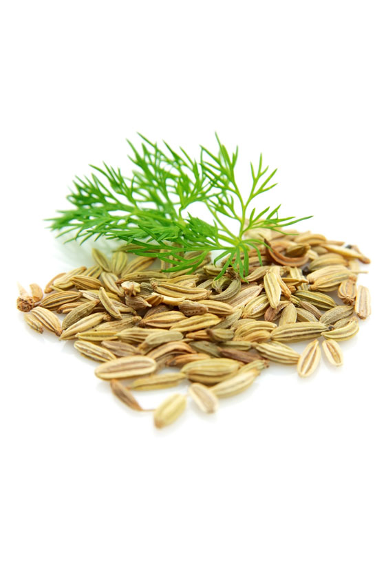 Huile de fenouil doux  Foeniculum vulgare