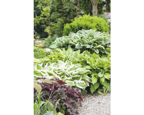 Vaste planten in diverse soorten FloraSelf H 15-30 cm Co 2 L