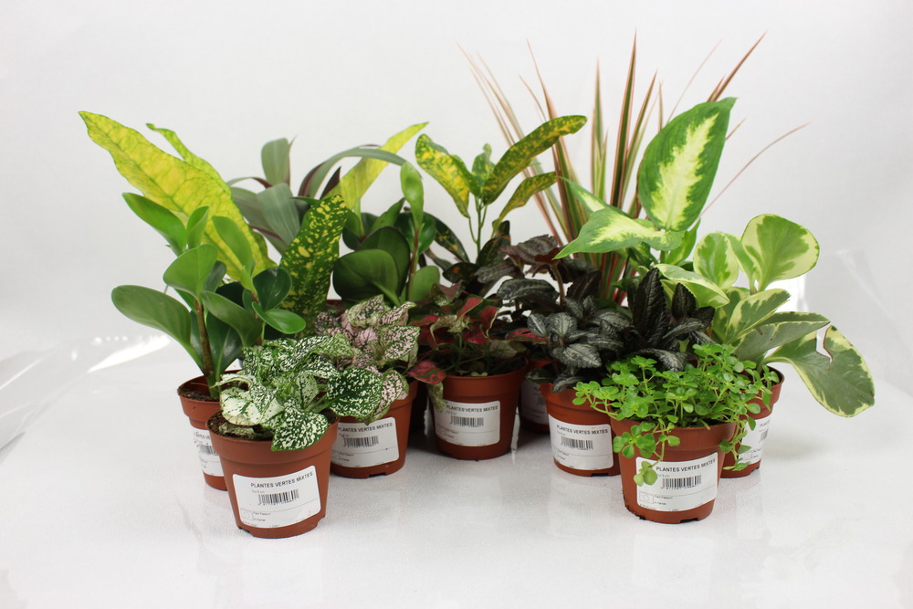 Plantes vertes en lot de 5 pot 9 cm