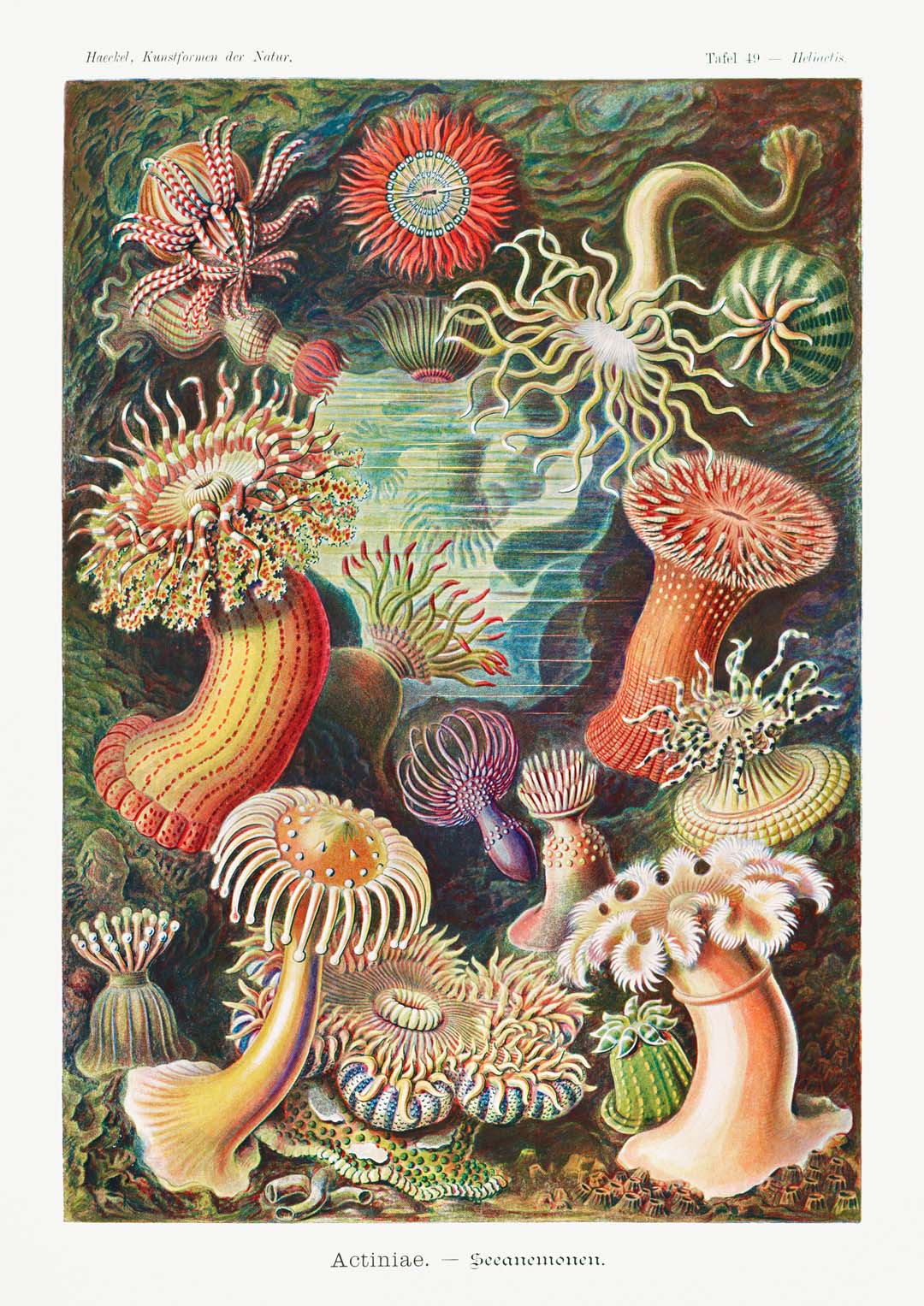Actinia Anemonen von Ernst Haeckel