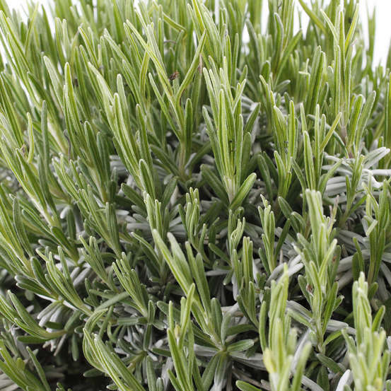 Lavandula angustifolia : H. 40/50 ctr 7/10 litres - Coloris variables