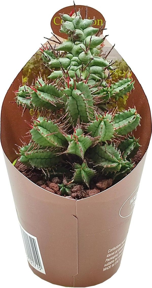 Euphorbia (Euphorbia horrida monstruosa) D 6,5 H 8 cm
