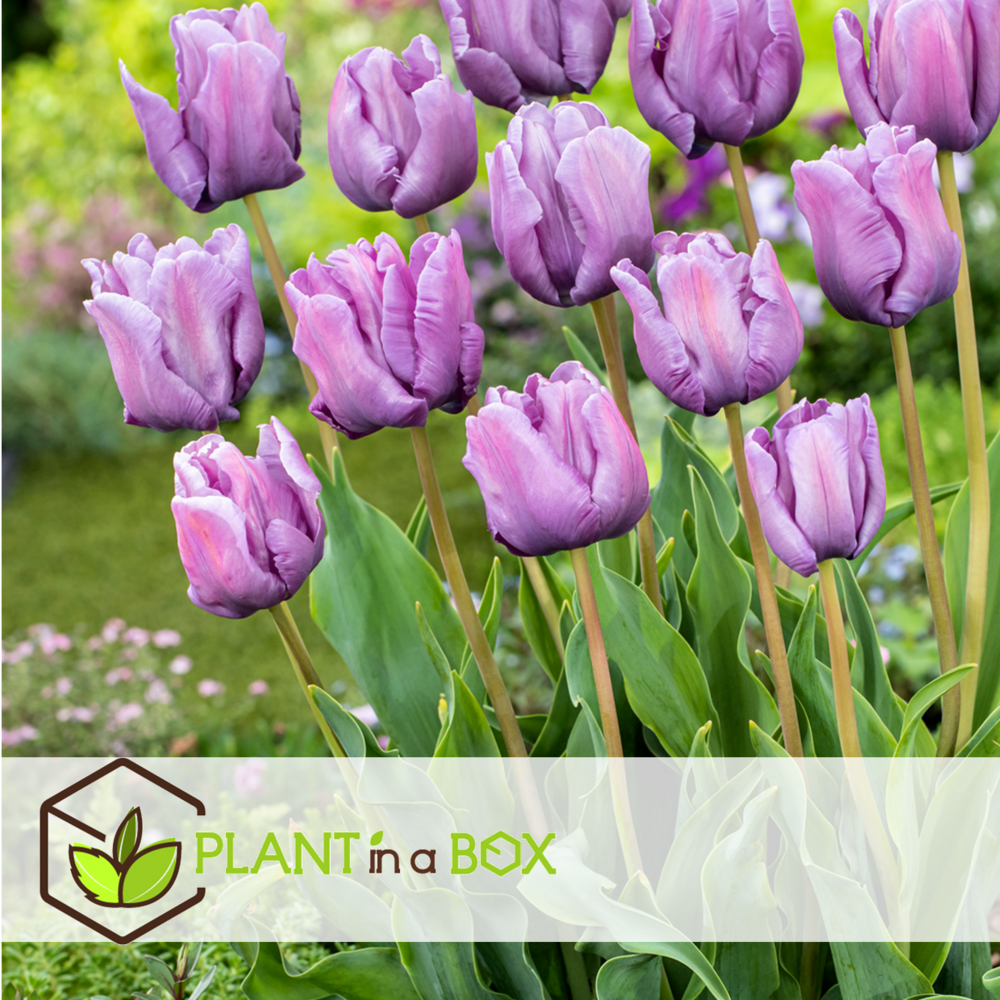 Tulipa blue parrot - bulbes de tulipes x10 - bulbes à fleurs