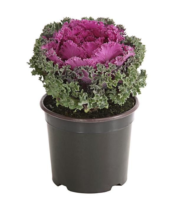 Zierkohl