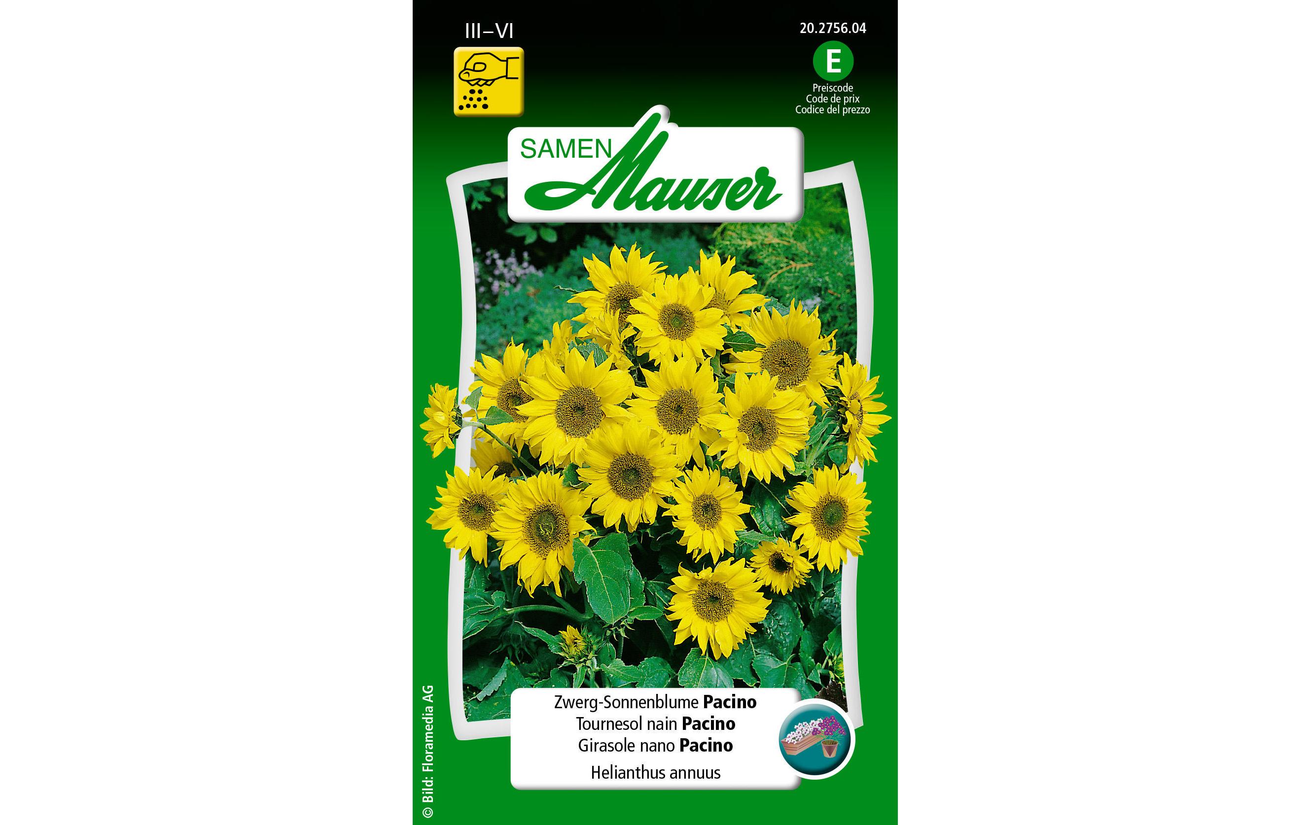 Saatgut ZwergSonnenblume PacinoBlumensamen