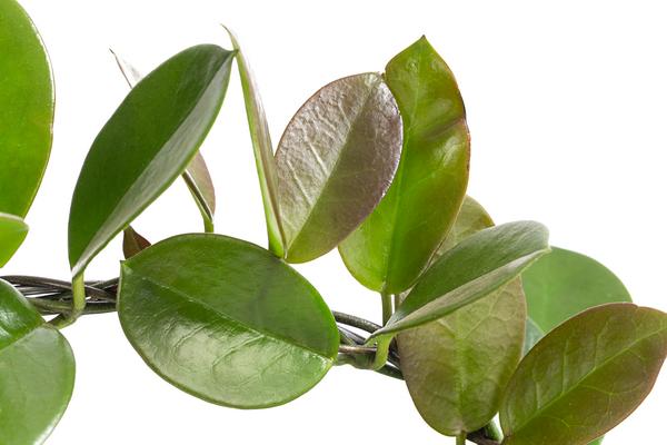 Wachsblume - Hoya australis