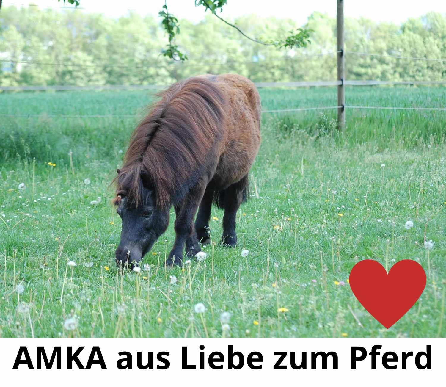 AMKA Pony Reitkissen UNIDA komplett mit Zubehör auch für Holzpferde schwarz