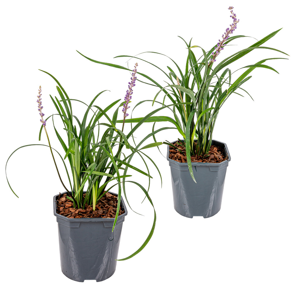 2x liriope muscari 'moneymaker' - lys - graminées ornementales - rustique - ⌀17 cm - ↕20-25 cm