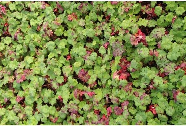 Ooievaarsbek (Geranium cantabrigiense 'Karmina') D 9 H 10 cm