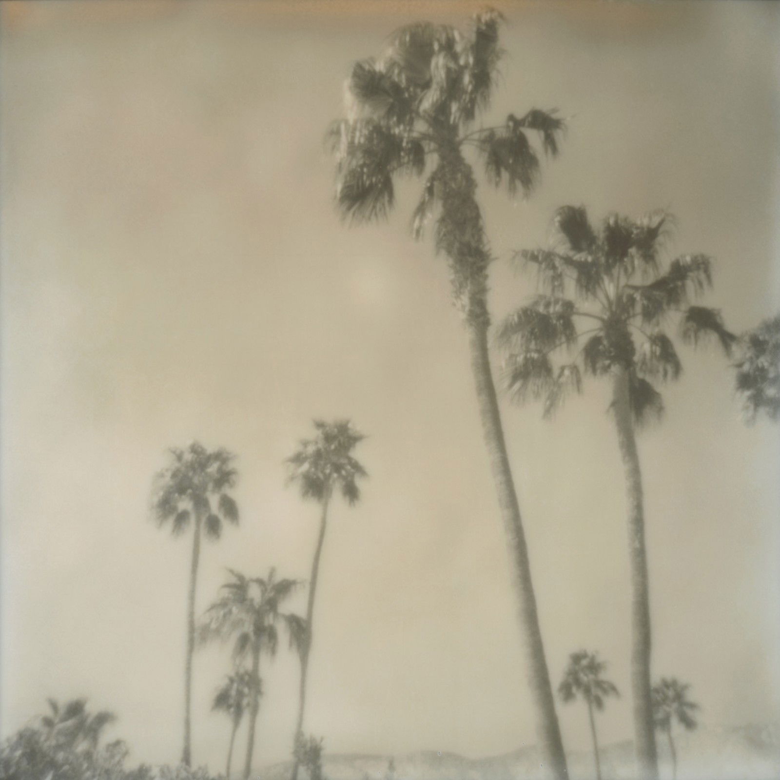 Palm Springs Palm Trees I by Stefanie Schneider - Limited Edition. Edition of: 150. Signed.