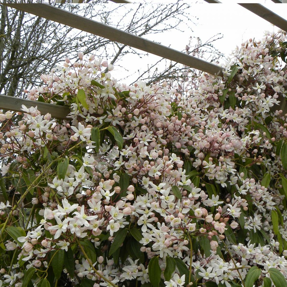 Clématite armandii apple blossom/clematis armandii apple blossom[-]pot de 6l - tipi bambou 90/150 cm