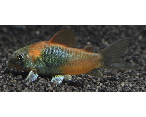 Vis Oranje Venezuela Corydoras meerval - Corydoras venezuelanus oranje