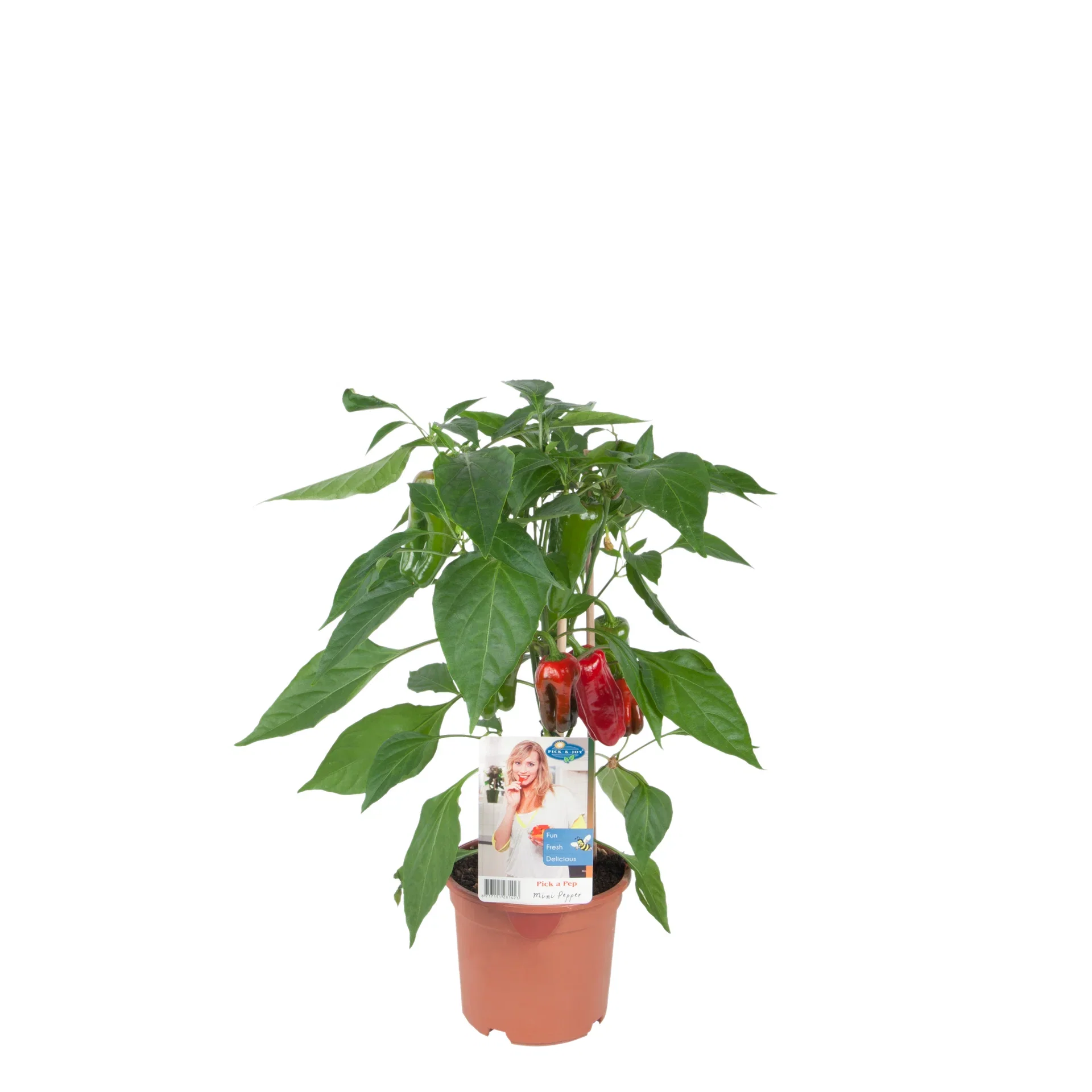 Capsicum annuum Snackpaprika Ø14 cm