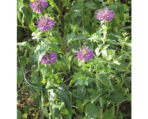 Belissa Haas plantensteun, Triskele plantensteun, ca. 80 x Ø 40 cm, stalen klimhulp