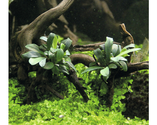 Bruine Bucephalandra - Bucephalandra spec. Serimbu Brown' IV