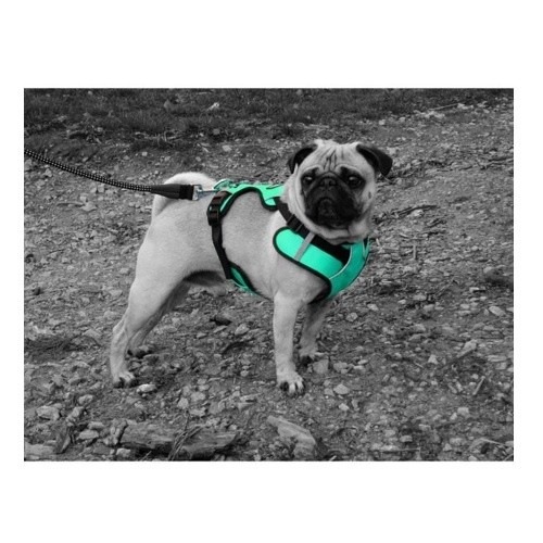 Coleira impermeável Yago para cães de pequeno porte