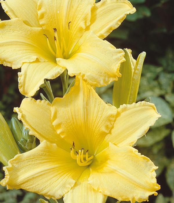 Bio Taglilie 'Stella d'Oro'