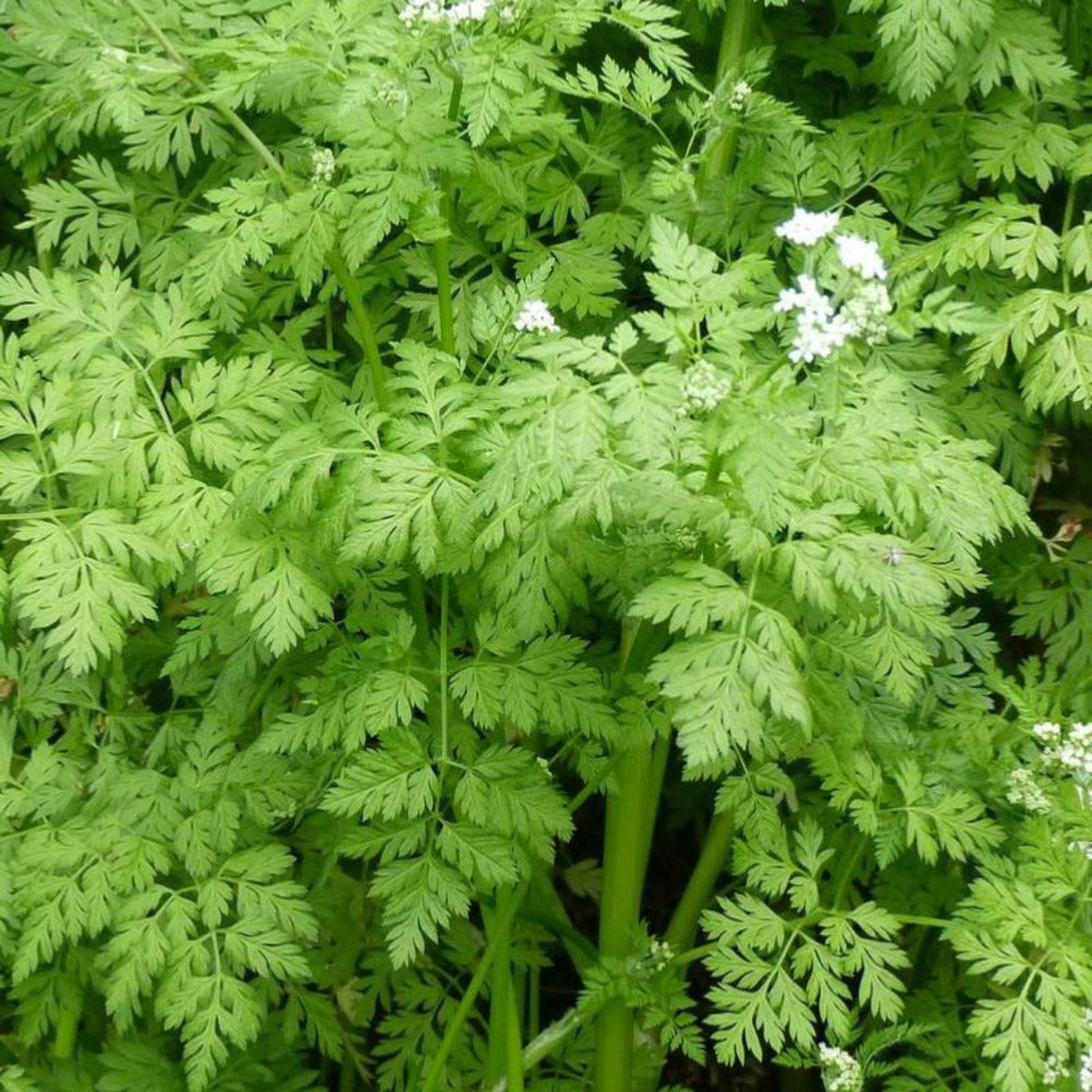 Plant cerfeuil commun bio