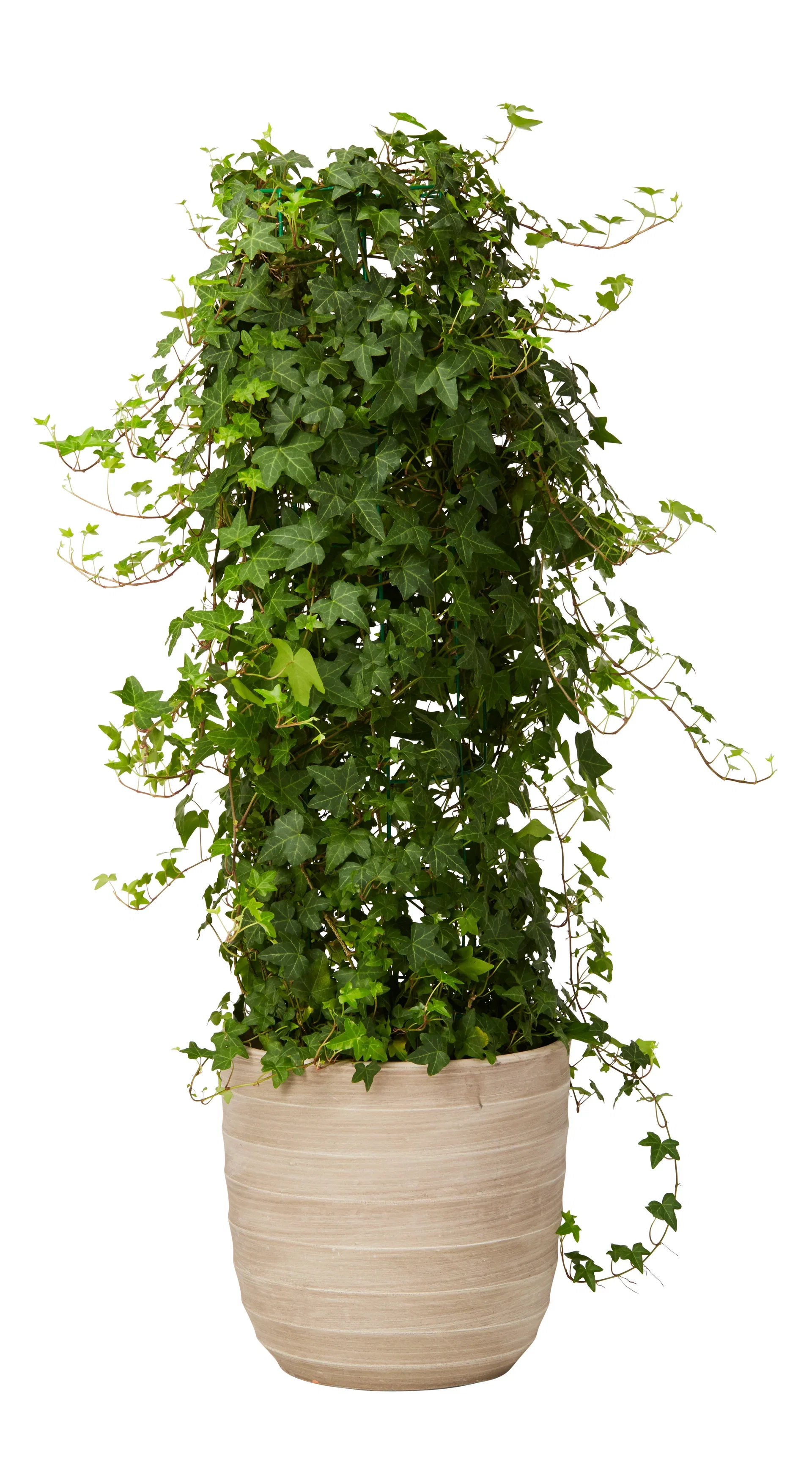Plantagen Potte Lucas Ø31 cm