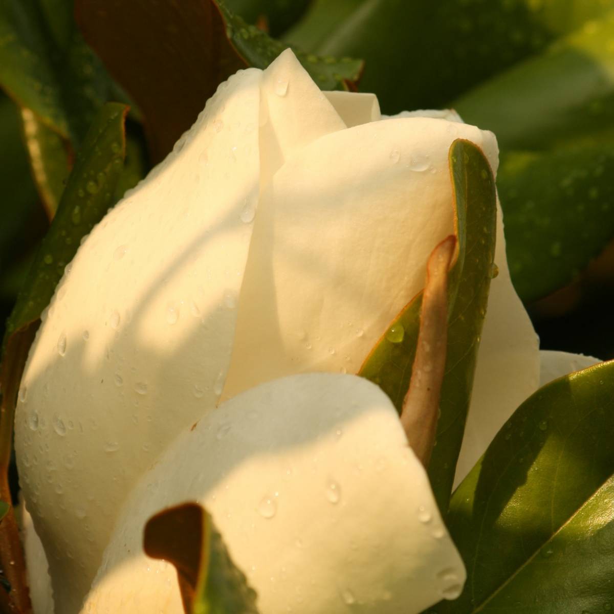 Magnolia à grandes fleurs grandiflora galissoniensis/magnolia grandiflora galissoniensis[-]pot de 4l - 40/60 cm