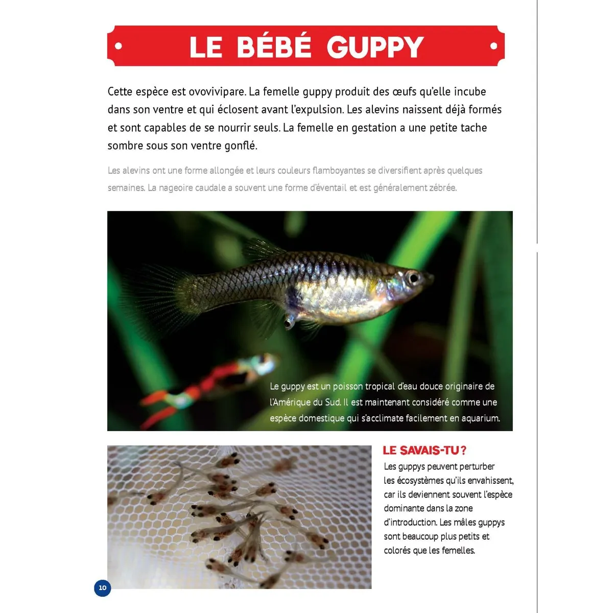 Prologue Mon Grand Animalier des Bébés Animaux