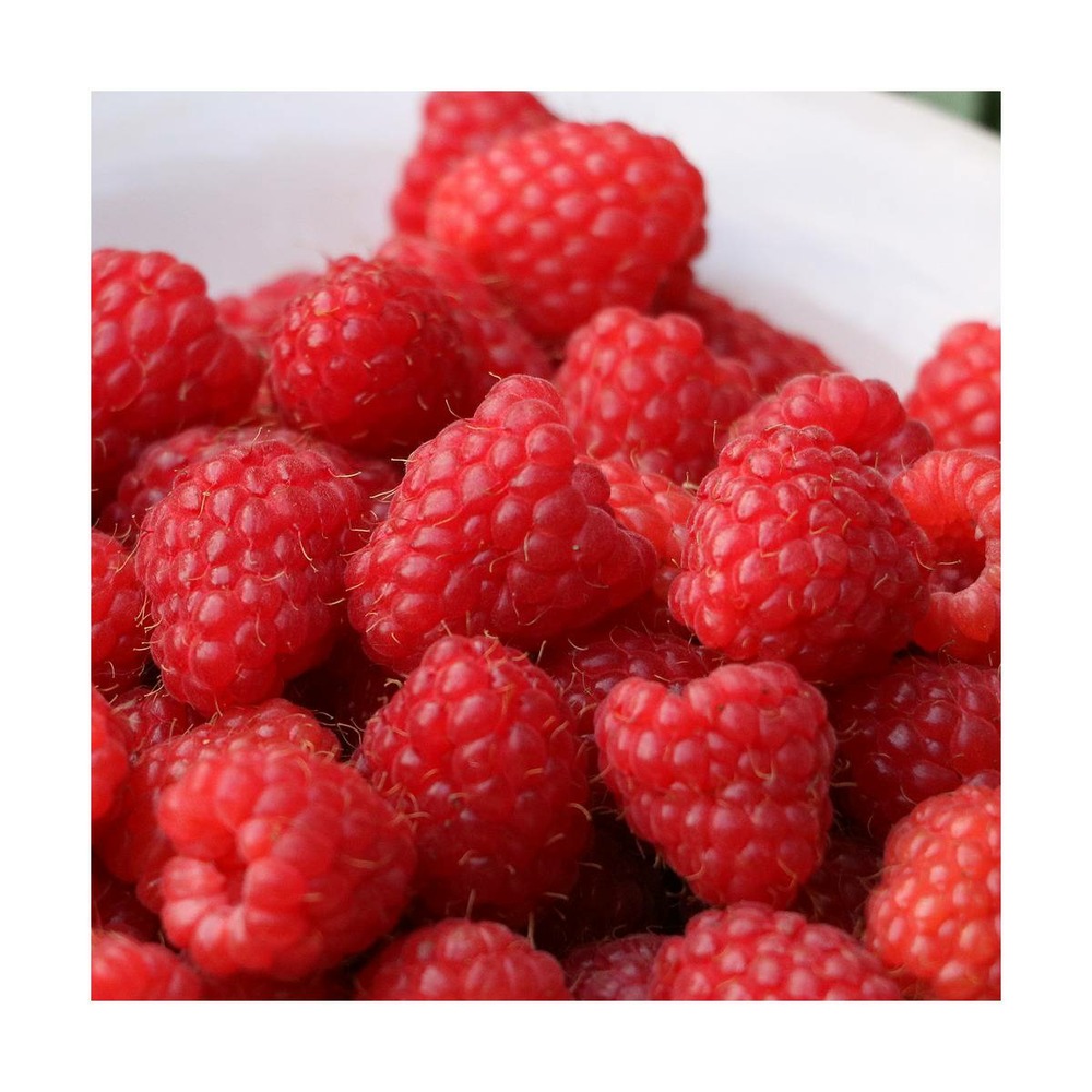 Framboisier idaeus paris®/rubus idaeus paris®[-]pot de 3l - 40/60 cm