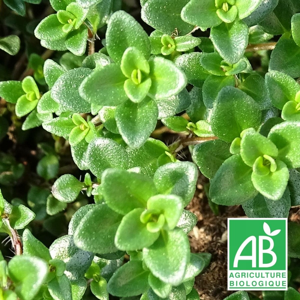 Thym citron rampant bio/thymus rosemary's lemon carpet[-]lot de 5 godets