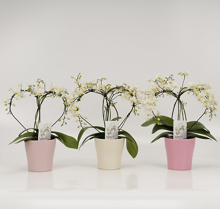 Phalaenopsis cœur pastel