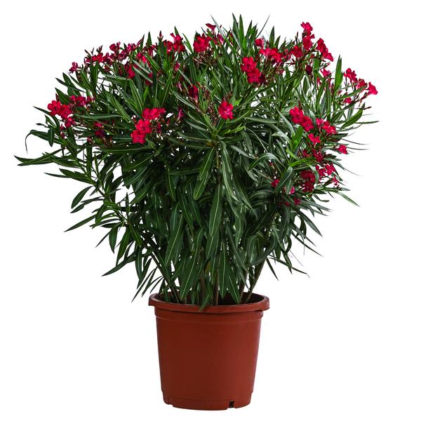 Oleander, Solitärbusch
