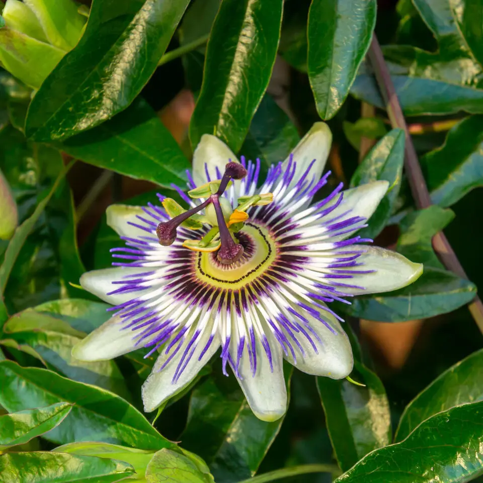 Passiebloem - Set van 3 - Passiflora hybridum - Hoogte 25-40cm - ⌀9cm