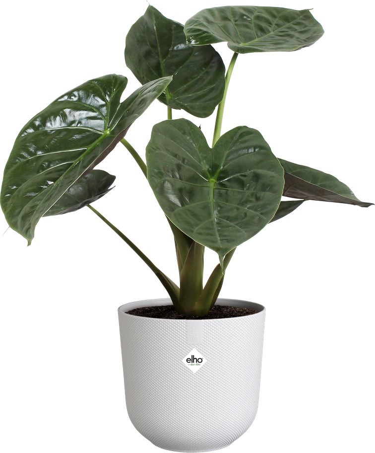 Elho bloempot Jazz wit D 23,1 H 21,5 cm