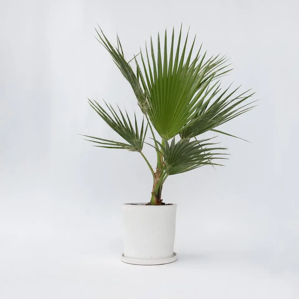 Mexicaanse waaierpalm - Washingtonia robusta - Hoogte 70-90cm - ⌀21cm
