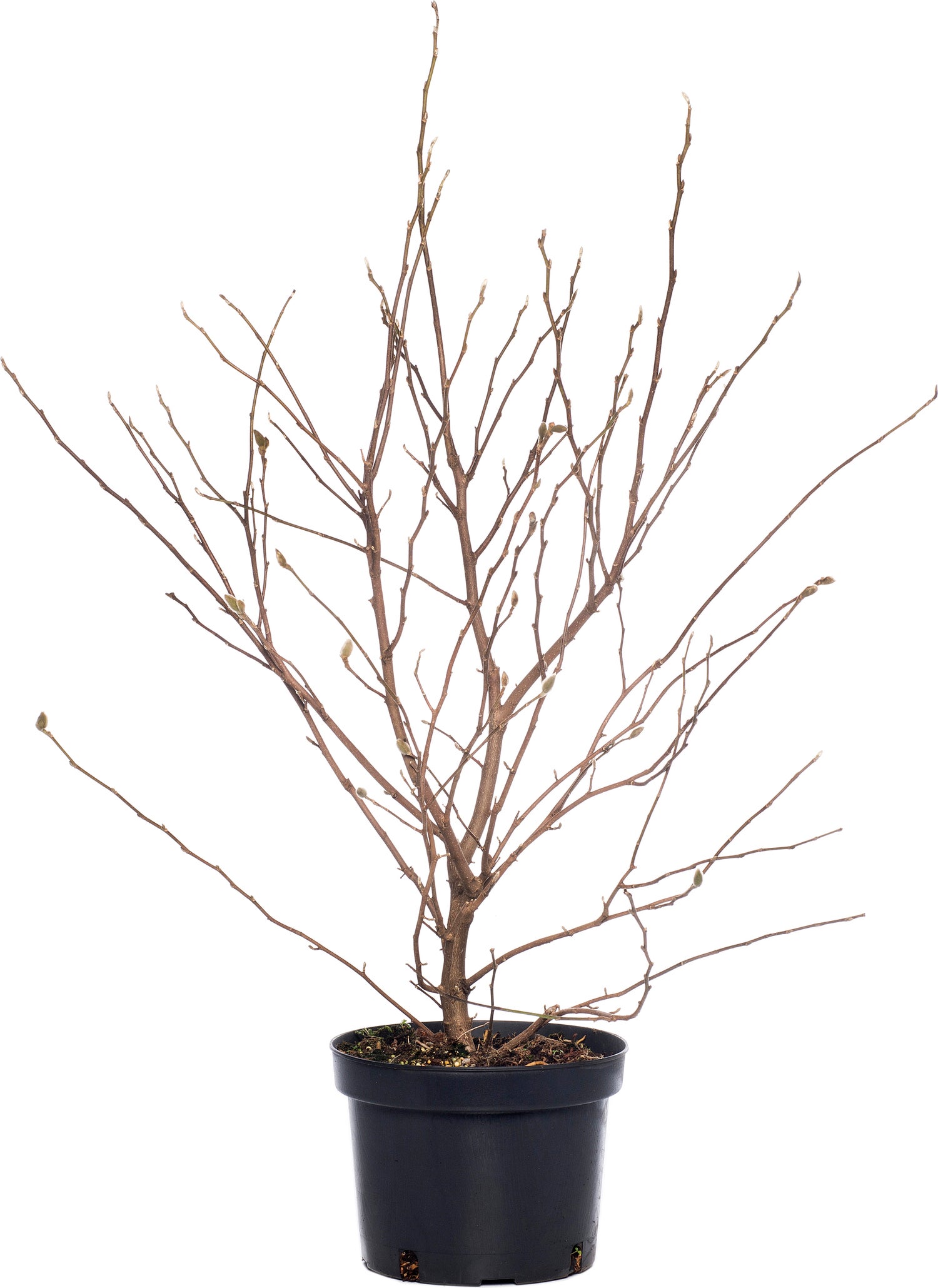 Stermagnolia (Magnolia stellata) D 23 H 50 cm