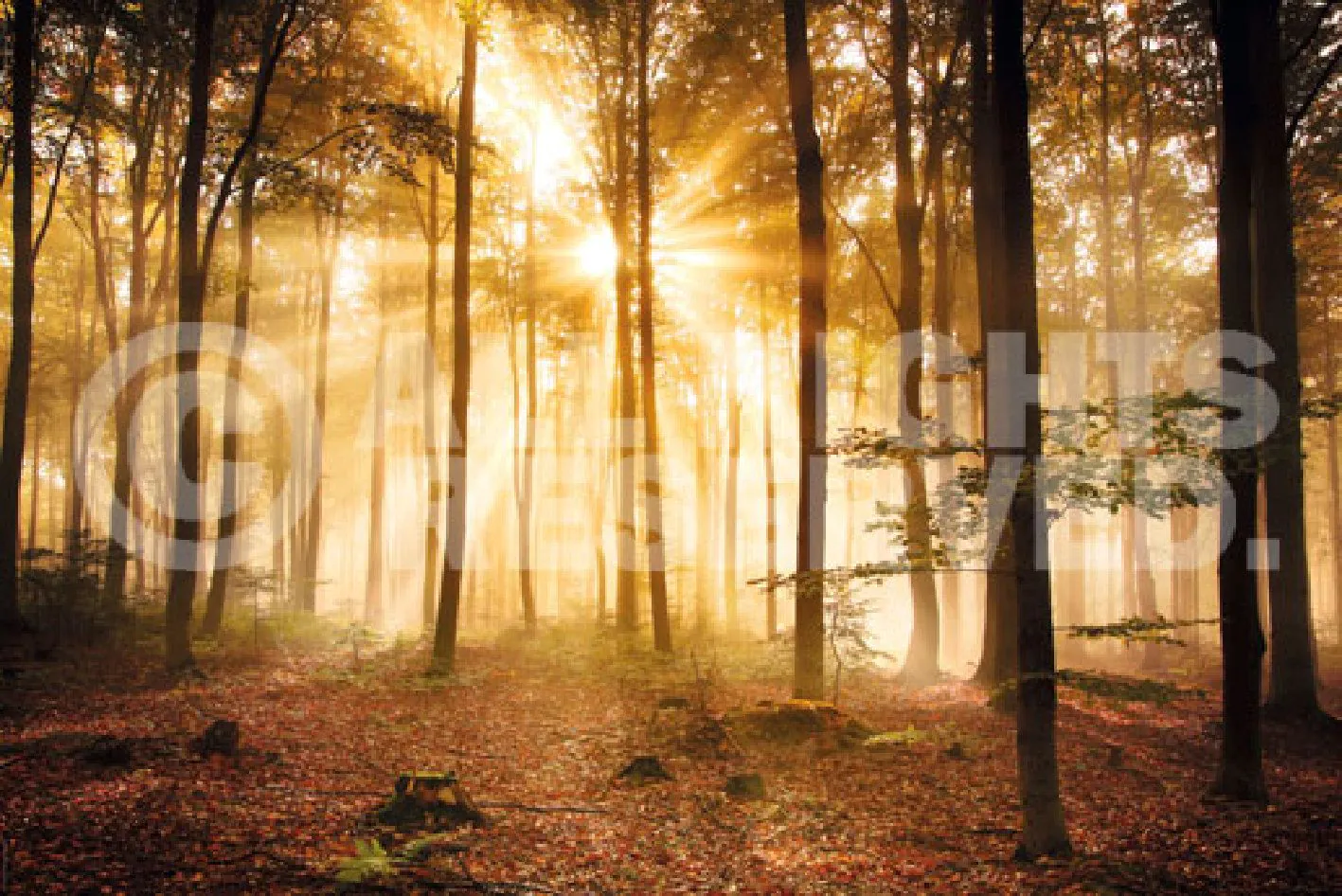 Poster Enlightened Forest, 61 x 91 cm