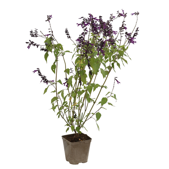 Salvia x Amistad Truffaut : C 3L