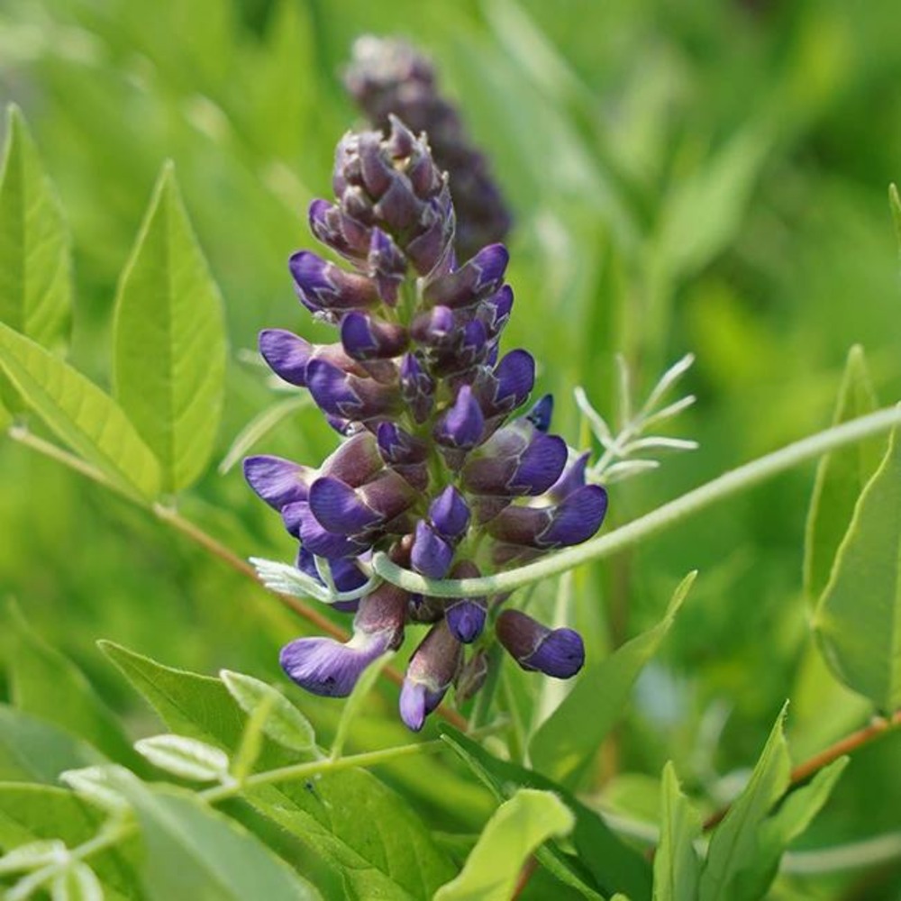 Glycine d amérique amethyst falls - wisteria frutescens 3l