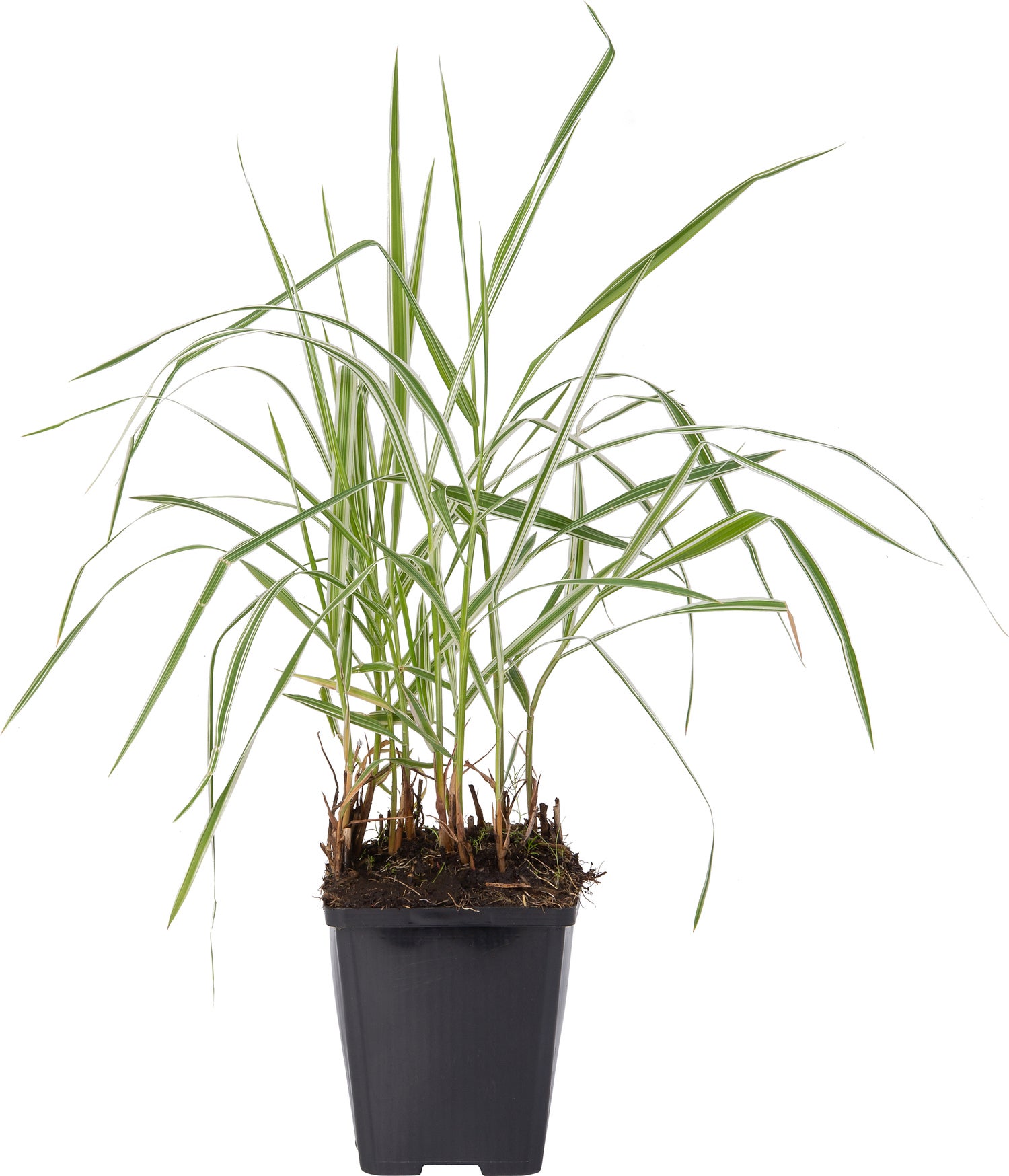 Kanariegras (Phalaris arundinacea 'Picta') D 9 H 20 cm